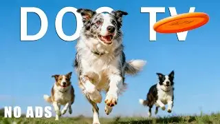 12 Hours Dog TV 🐾 Calming Music for Dogs Alone | Anti-Separation Anxiety & Stress Relief for Dogs