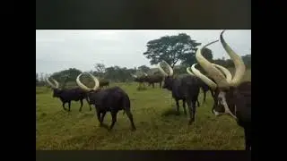 Ankole Cattle @Nahabwe.David.Omuyombo