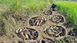 Wow amazing fishing! today a fisherman skill catch fish a lots at rice field/ catch fish by hand