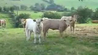 Talking to the cows..Glenburrisk, Galbally, Northern Ireland