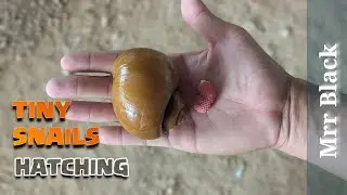 The life cycle of a snail from small to large, snails, animals