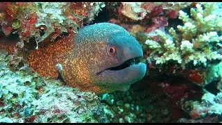 Fishing Planet Catching Eel Cannibal monster boss fish location tackle guide Ghent Terneuzen