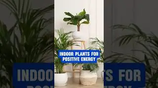 Top Indoor Plants For Positive Energy at Your Home #indoorplants #plants #shorts