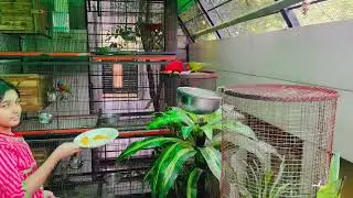 Red malacund lory #lorikeet #parrot #birds #planter #pets #red collar lory
