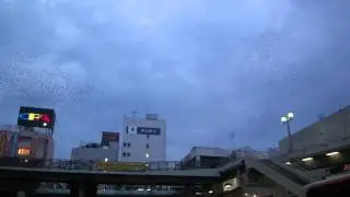 ムクドリの大群　藤沢駅上空　/ A flock of starlings flying around