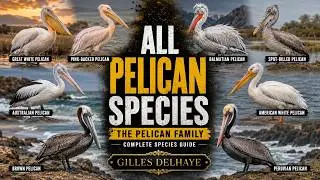 All Pelican Species - Species List