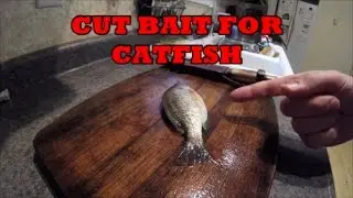 Cut Bait for Catfish - HOW TO
