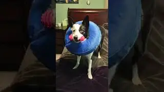 Customer Reviews BENCMATE Protective Inflatable Collar for Dogs and Cats - Soft Pet Recovery Collar