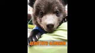 Ein Mann fand ein einsames B&auml;renjunges. #tier #tiere