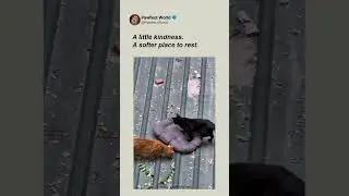 The Sweetest Delivery for Two Curious Cats