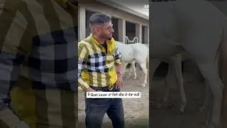 I am not a saint | Sippy Gill | Farmhouse | Gym Lover | Ambarsariye Bhau | Horses |