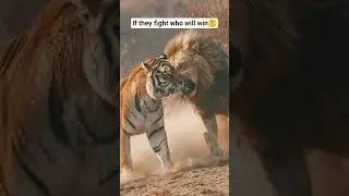 who will win if they fight🤔#shorts#animation#youtubeshorts#tiger#lion#slay#wildlife#animalfight