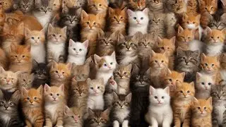 Funny Animals' Paradise #cat #funny #youtubeshorts #ytshorts #viral #trending #reels #comedy