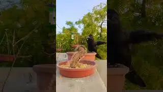 oooopppss....!!!!! #crow #chipmunk #fight #animals #shorts