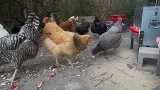 Chicken Chow Down 🥘 🍲 🌽 