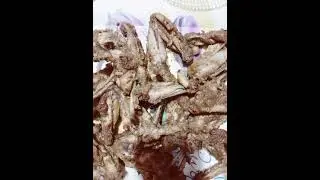 Chicken Wings | How to make delicious chicken hot wings at home 😋