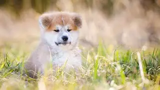 Unraveling the Protective Instincts of Akita Guard Dogs