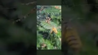 #fight #spider #spiderverse #nature #spiderman #watch #shorts #share #1k #like #wildlife #web #fyp
