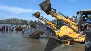 9 Meter Whale Shark Stranded On Beach, Pereque, Porto Belo, Brazil