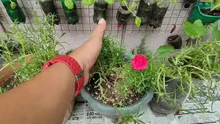 Portulaca Grandiflora (Alas Diyes, Alembong, Vietnam Rose, Moss Rose) Care and Propagation Tips