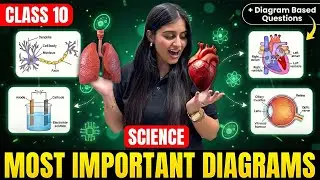 Class 10 Science Most Important Diagrams | Class 10 Biology | Chelsy Mam