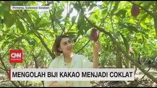 Mengolah Biji Kakao Menjadi Coklat