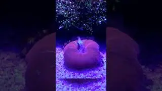 Feeding Open Brain Coral (trachyphyllia)