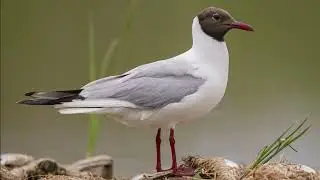 Larus ridibundus