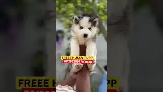 Adopt A Free Husky Puppy Delivery All India #shorts #adoption #viral #puppy