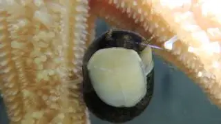 Strandschnecken Littorinidae Caenogastropoda sind Pflanzenfresser mikroskopische makroskopische Alge