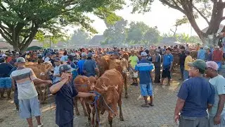 Harga Super‼️Update Pagi ini || Sapi doro'an super || Pasar sapi warujayeng Nganjuk ||