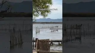 Albufera Natural Park near Valencia 🦆 #shorts #albufera #valencia #spain #travel #travelvibes
