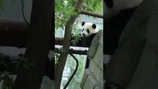 Pandas happy day 🐼 Watch this cute panda play #panda #cute #funny