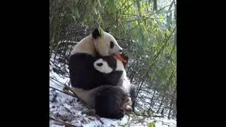 熊猫在野外抚养幼崽就像单亲妈妈一样；虽然很辛苦，但母爱无比强大。 🫶