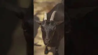 Goats have accents? Meet the multilingual farm! 🐐💬 #GoatFacts