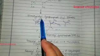Biosynthesis of terpenoids MEP(methylerythritol phosphate) pathway part 2 #hpu msc botany zoology