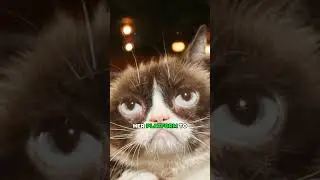 Grumpy Cats Legacy