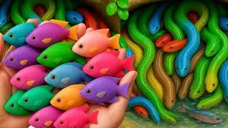Catch Beautiful Tropical Aquarium Fish in Colorful Surprise Eggs, Shrimp, Goldfish, Koi, Guppy, Eels