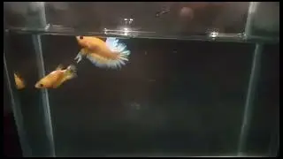 YELLOW HELLBOY PAIR FOR SALE #shorts #ikanlaga #bettafish #aquarium #fishtank #hellboy #breeding