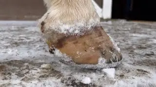 SNOW BALL Horseshoes