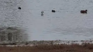 Rare American Avocet, San Juan county, Washington. Dec 12, 2024