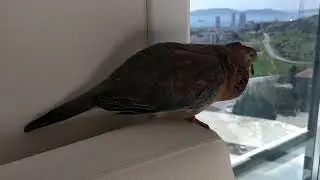 kumru kuşu viyik camdan arkadaş &ccedil;ağırıyor