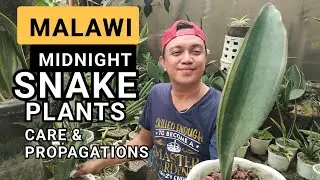 MALAWI MIDNIGHT SANSEVIERIA | SNAKE PLANTS CARE & PROPAGATIONS TIPS