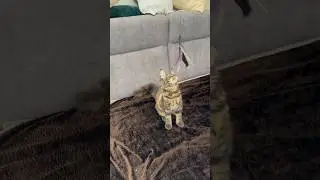 🪶😺Action cat 🐆😂 #action #actioncat #mainecoonkitten #mainecoon #cat #cute #funnycat #cool #sweet