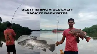 Live bait fishing fishing in Goa | India | Mandovi river| mangrove jack | GT | barra,snapper