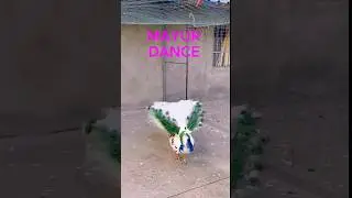 Beautiful Mayur Dance ||🦚#shorts #birds #mayur #peacock #hkbirdsvlogs #viral