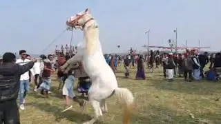 # dangerous horse kick the man# but his race is good# please complete 300 subscribers # thanks 🏇🏇🏇🏇