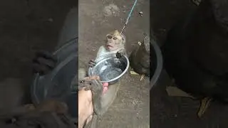 Oci gi makan semongko🍉#monkey #viralvideo 