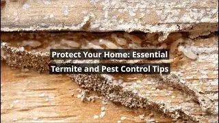 Termite & Pest Control 101: How to Prevent Expensive Home Damage