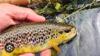 &iexcl;GUATE VIDA OFICIAL est&aacute; emitiendo en directo! COCINANDO PESCADO 🐟